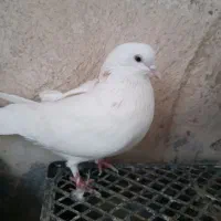 کبوتر|پرنده|تهران, وحیدیه|دیوار