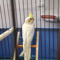 عروس هلندی|پرنده|رباطکریم, الارد|دیوار