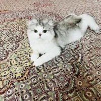 گربه بریتیش