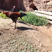 خروس لاری نسل نژاد دار