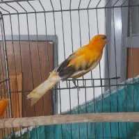 قناری مست معاوضه با قناری تک رنگ|پرنده|ازنا, |دیوار