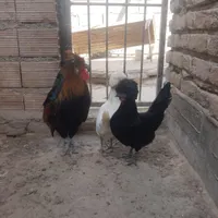 مرغ و خروس لهستانی|حیوانات مزرعه|بندر ترکمن, |دیوار