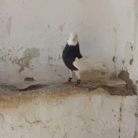 طوق سیاه
