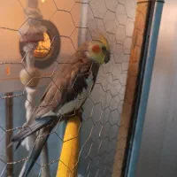 عروس باقفس لوازم کامل 800 تومان|پرنده|لاهیجان, بازکیاگوراب|دیوار