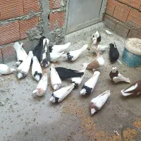 کفتر رنگی  طوقی|پرنده|مینودشت, |دیوار