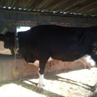 گاوسیمینتال سیاه شیری|حیوانات مزرعه|سیجوال, |دیوار