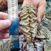 صدف ماقبل تاریخ