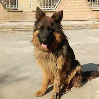 آموزش تخصصی سگهای نگهبان و خانگی|خدمات آموزشی|ورامین, ورامین|دیوار