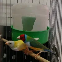 جفت گلدین