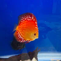 دیسکس رفلشیا