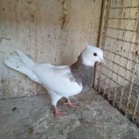 کفتر