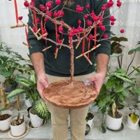 درخت آرزوهایی یلدایی دست ساز