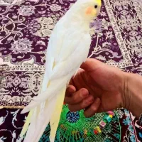 یک‌عدد‌عروس‌نر|پرنده|قیدار, |دیوار