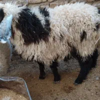 بره نرر چاق و چله