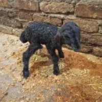 بره ماده شیری