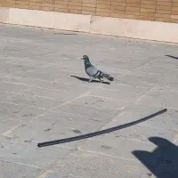کبوتر پلاکی مسافتی
