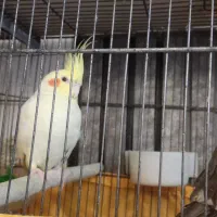 عروس هلندی|پرنده|ری, دولت‌آباد|دیوار