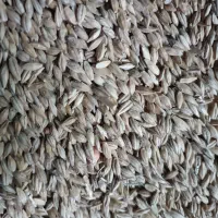 اجاره زمین کشاورزی ۹ هکتاری