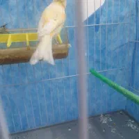 قناری عروس کوتوله مرغ عشق سهره|پرنده|سبزوار, قلعه‌نو دهزار|دیوار