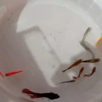 آکواریوم و ماهی|ماهی|ارومیه, |دیوار