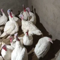 بقلمون گوشتی|حیوانات مزرعه|چناران, |دیوار