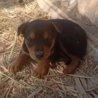 توله سگ ژرمن مناسب نگهبانی|سگ|زارچ, |دیوار