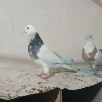 طوقی|حیوانات|همدان, |دیوار