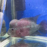 ماهی|ماهی|زاهدان, |دیوار