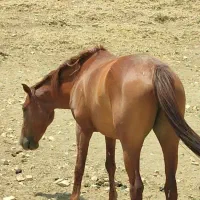 مادیان فروشی|اسب و تجهیزات اسبسواری|کلاشی, |دیوار