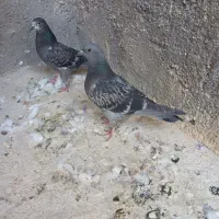 کفترخوب|پرنده|قم, آزادگان|دیوار