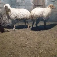 گوسفند آبستن