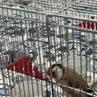 سهره نر|پرنده|شیراز, گلشن|دیوار