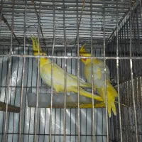 عروس هلندی لوتینو زعفرانی|پرنده|رشت, فرزانه|دیوار