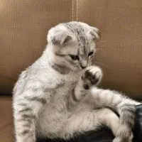 گربه اسکاتیش نر|گربه|زنجان, |دیوار