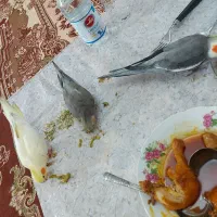 گم‌شدن عروس هلندی