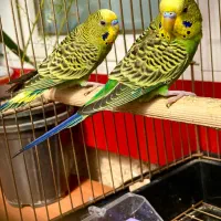 مرغ عشق|پرنده|اردبیل, |دیوار