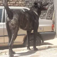 واگذاری توله نر قدرجونی|سگ|باقرشهر, |دیوار