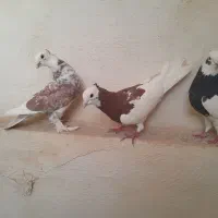 کبوتر طوقی
