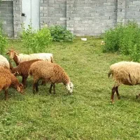 فروشه ۳ عدد گوسفند و چهار عدد بره