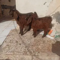 بزغاله نژدی دوتا نر