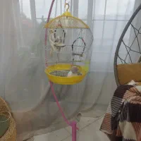 فروش عروس هلندی ، نر و ماده (جفت)|پرنده|آستارا, |دیوار