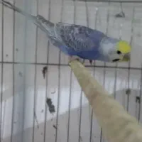 مرغ عشق رینبو|پرنده|بندرعباس, |دیوار