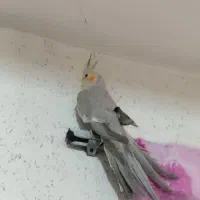 عروس هلندی آهویی|پرنده|کلاچای, |دیوار