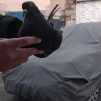 کبوتر زاغ|پرنده|آق قلا, |دیوار