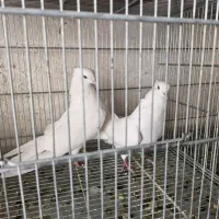 کبوتر جدید کفتر