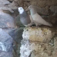 طوقی ماده آماده جفت