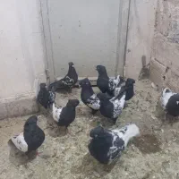 سینه سیاه سرسیاه|پرنده|کرمان, |دیوار