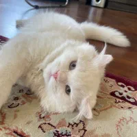 گربه اسکاتیش نر