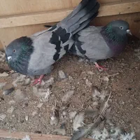 سبز نردم سفید اصفهانی|پرنده|نجفآباد, کشاورز|دیوار