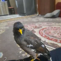 مرغ مینا نر دستی افقانی|پرنده|امیدیه, |دیوار